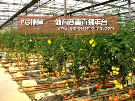 种植基地二(图1)